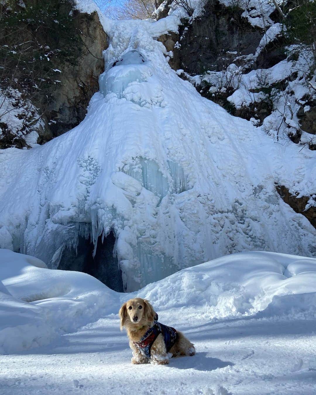 ハッチ＆ニコさんのインスタグラム写真 - (ハッチ＆ニコInstagram)「氷瀑トレッキングに行って来ました。 ハッチは暖かくして車でお留守番  #カメラ嫌い同好会 #pecoいぬ部 #犬の生活が第一 #癒しわんこ #dachshund #犬バカ部 #短足部 #ふわもこ部 #tokyocameraclub #東京カメラ部」2月13日 20時59分 - hacth427