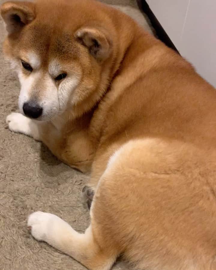 shibainu berryのインスタグラム