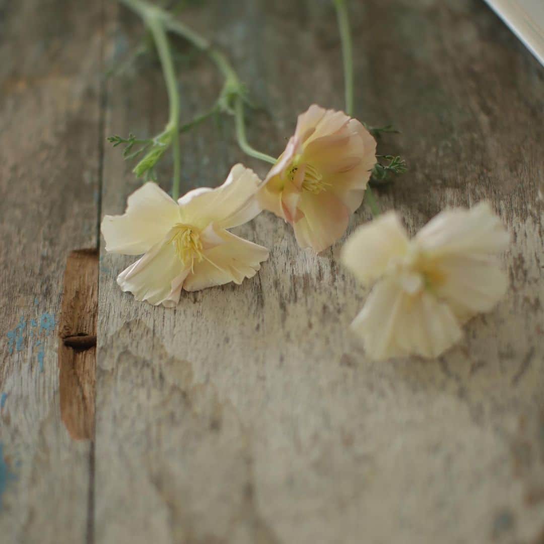 플로리스트 김애진(케이라플레르)さんのインスタグラム写真 - (플로리스트 김애진(케이라플레르)Instagram)2月13日 21時17分 - keirafleur