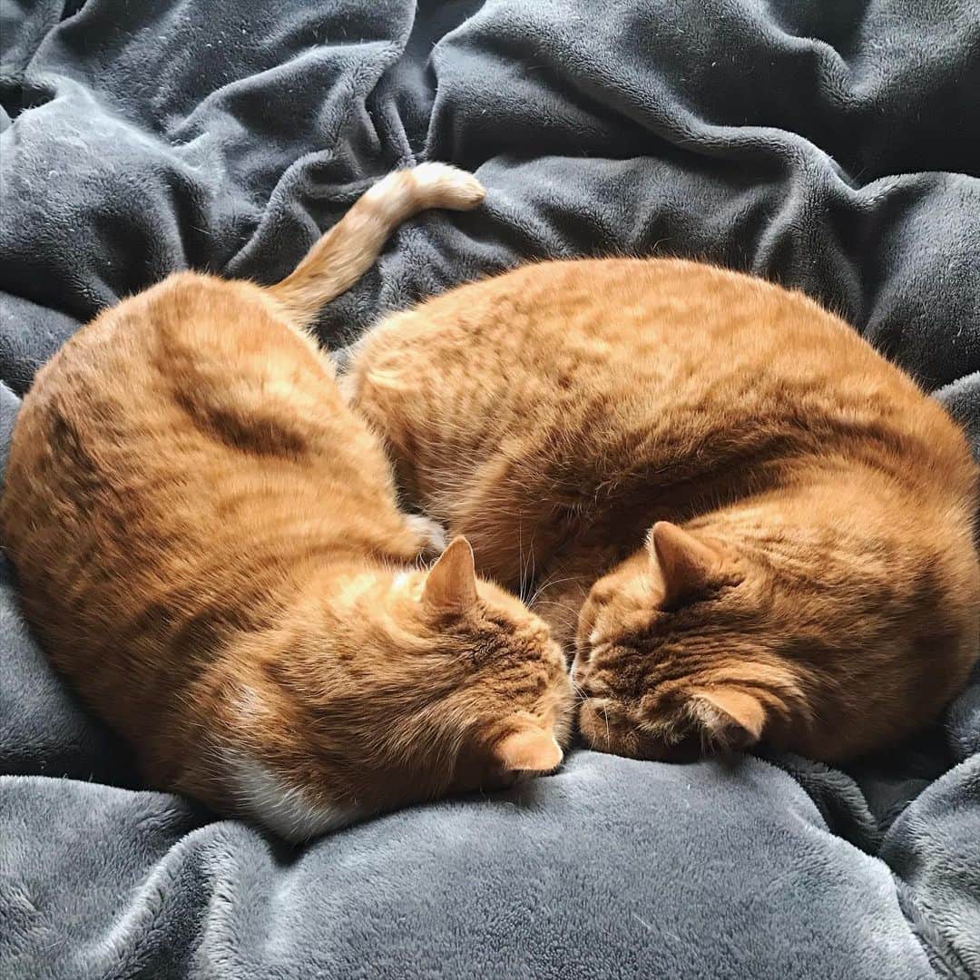 umeのインスタグラム：「寝息とか気にならないのかな…🤔 ・ ・ ・ #まめたち#🐈」