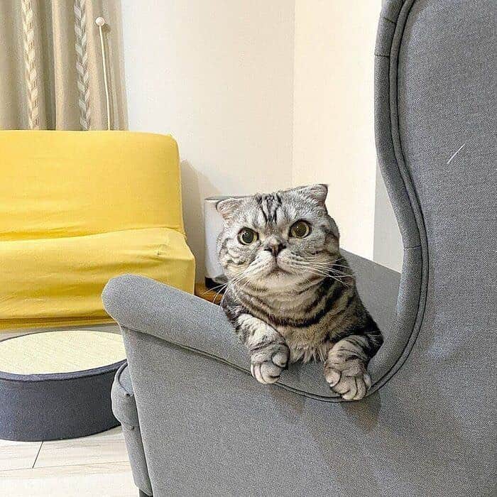 Shishi-maruのインスタグラム：「🐱ねこのきもちWEBMAGAZINE更新されました。「ししまるとふにふにな両手」のお話です。お楽しみください。  渋ネコししまるさん】#86 ｜ねこのきもちWEB MAGAZINE  https://cat.benesse.ne.jp/lovecat/content/?id=89583  🐱My essay about Shishi-maru is serialized in a weekly magazine.  ーーーーーーーーーーーーー 🌺「渋ネコ ししまるさん」ねこのきもちWEB MAGAZINE にて毎週金曜日エッセイの連載中 ーーーーーーーーーーー 📕「ぷっちねこ。」「3匹のちいさな猫を召喚できたなら」「ちいさな猫を召喚できたなら」徳間書店より単行本発売中 ーーーーーーーーーーー ⭐︎ねこ漫画→@tacos_cat 🌺Twitter →@taco_emonemon ーーーーーーーーーーー」