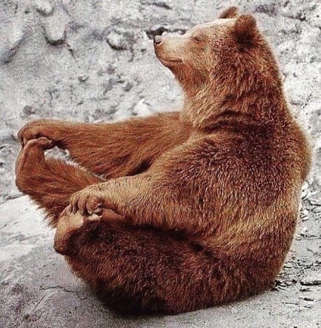 エイミー・セダリスさんのインスタグラム写真 - (エイミー・セダリスInstagram)「#saturdee @thebearshome_ Credit: unknown (Dm for credit) #grizzlybear #grizzly #bear #wildlife #icebear #bears #winter #panda #panpan #woods #nature #wildlifephotography #brownbear #polarbear #grizzlybears #carebears #blackbear #photography #polarbears #polarbear #alaska #naturephotography #grizz #pandabear #cutebear #panda #koala #animals #koalabear #polar」2月13日 21時28分 - amysedaris