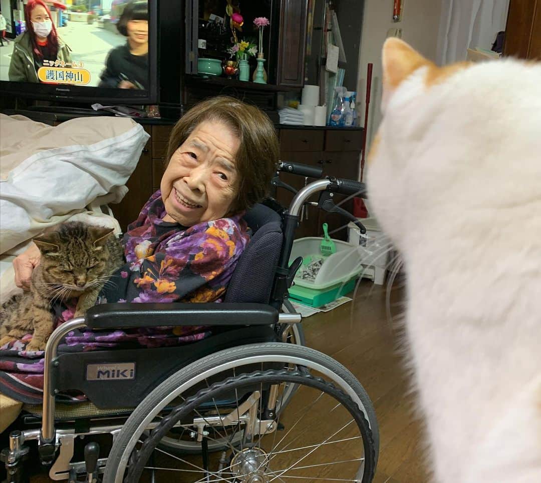 Kachimo Yoshimatsuさんのインスタグラム写真 - (Kachimo YoshimatsuInstagram)「ガン見してる。 #うちの猫ら #猫 #oinari #cocoa #ねこ #cat #ネコ #catstagram #ネコ部 http://kachimo.exblog.jp」2月13日 21時36分 - kachimo