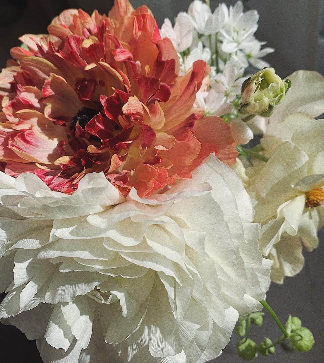 猪鼻ちひろのインスタグラム：「💐 みなさまメッセージやコメントありがとうございました♡ 全部返し終わってないけれどゆっくりと返させてください☺️ 我が家のラナンキュラスたちも大満開！ すんっごく大きいよ♡美しい〜好きだぁ〜 #ちひろのお花 @exflowershop @lifftflower」