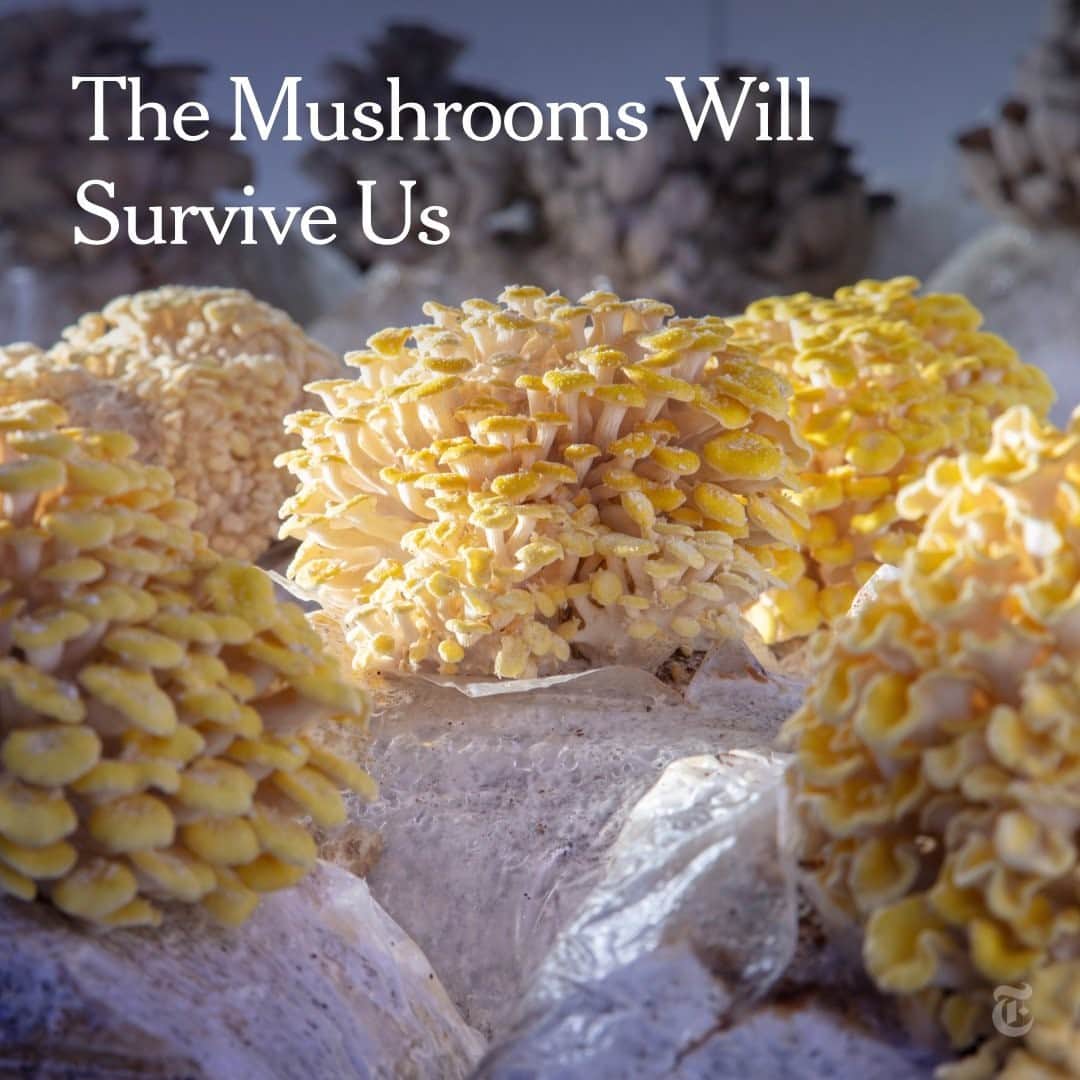 New York Times Fashionのインスタグラム：「Take me to fungi town 🍄 Link in bio to read about how in our ruined global moment, watching something transform trash into fleshy, sculptural fruit is a comfort. 🍄 Photograph by @chrismaggio」