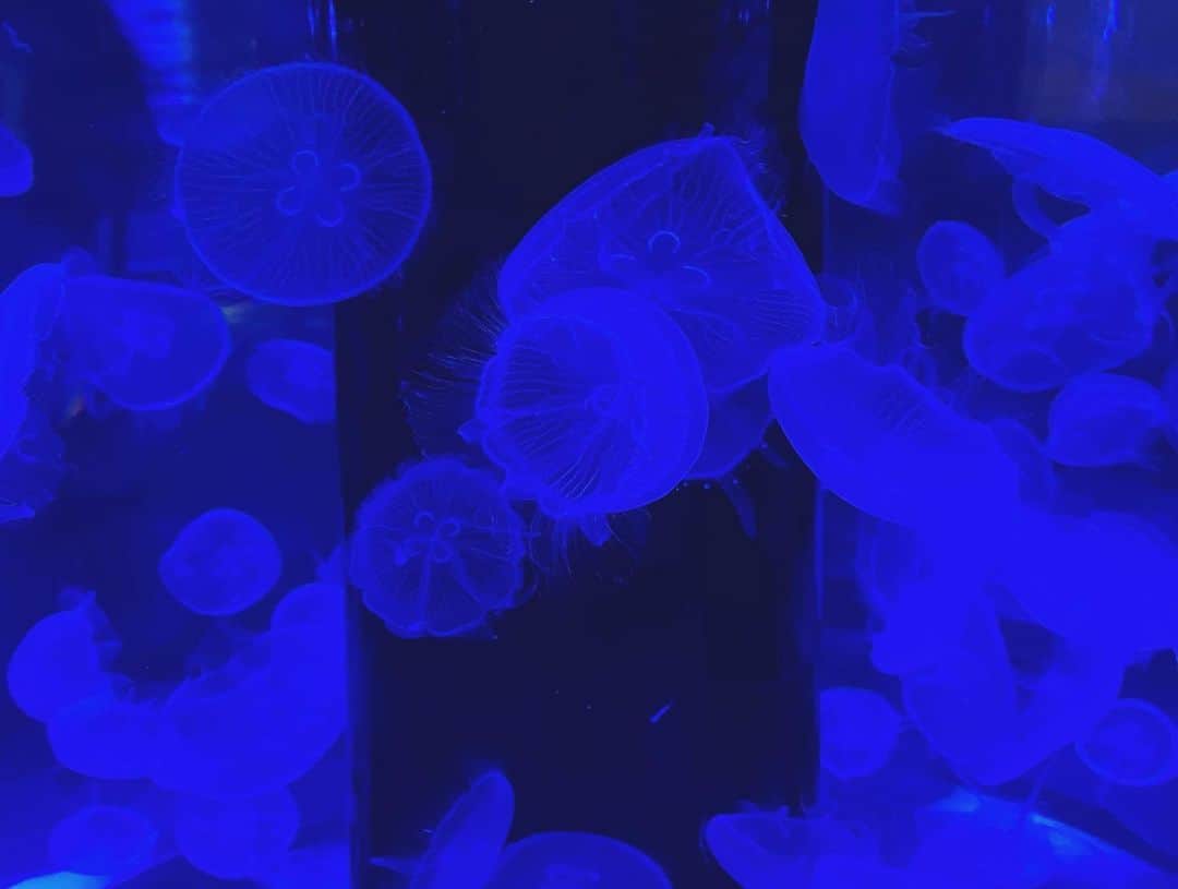 秋山衣梨佳さんのインスタグラム写真 - (秋山衣梨佳Instagram)「🐟🐡🐠 　 　 @#マクセルアクアパーク品川  結構前の。 水族館好き。クラゲが1番好き。 　 　 .」2月13日 13時22分 - akiyamaerika