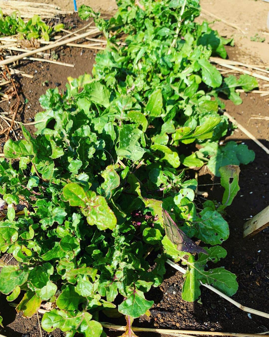 池内博之さんのインスタグラム写真 - (池内博之Instagram)「ルッコラいい感じです #organic #vegetables #farm #farmer」2月13日 13時32分 - hiroyuki.ikeuchi