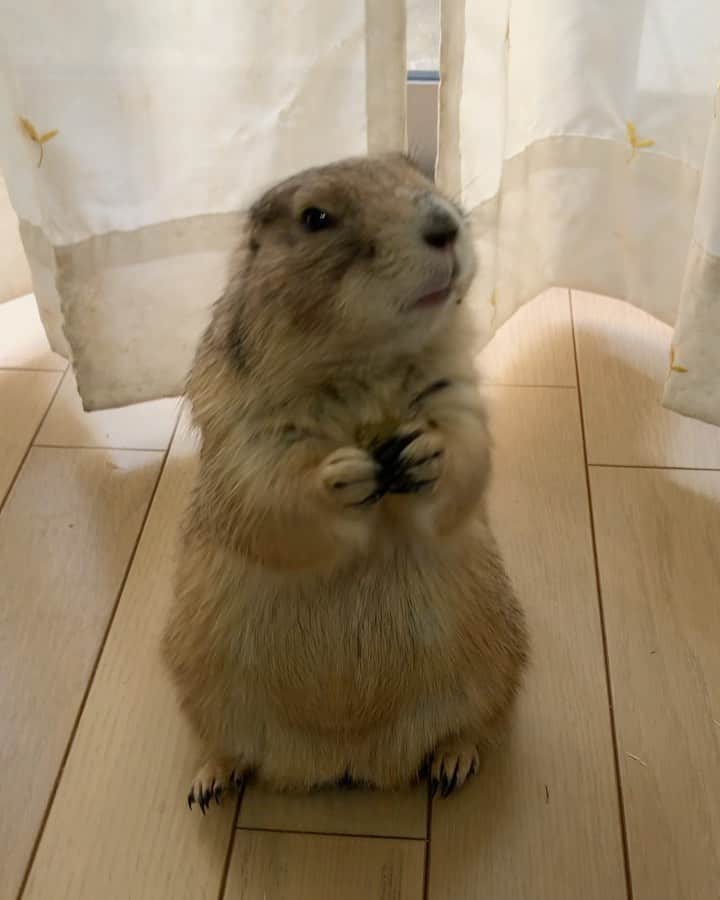ikaoのインスタグラム：「くんた。Kunta. ハービィケアの団子🍡 #発情期 #prairiedog #プレーリードッグ #ふわもこ部」