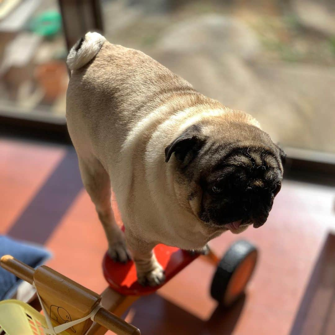 gontaさんのインスタグラム写真 - (gontaInstagram)「Gonta loves to sit on a small bicycle.🤗🚴‍♀️#keelyafternoontea #Gonta2#speakpug #smiliingpugs #pugjapan #pug #love #pugsofinstagram #zerozeropug #pugshit #worldofpug」2月13日 13時43分 - gehhah