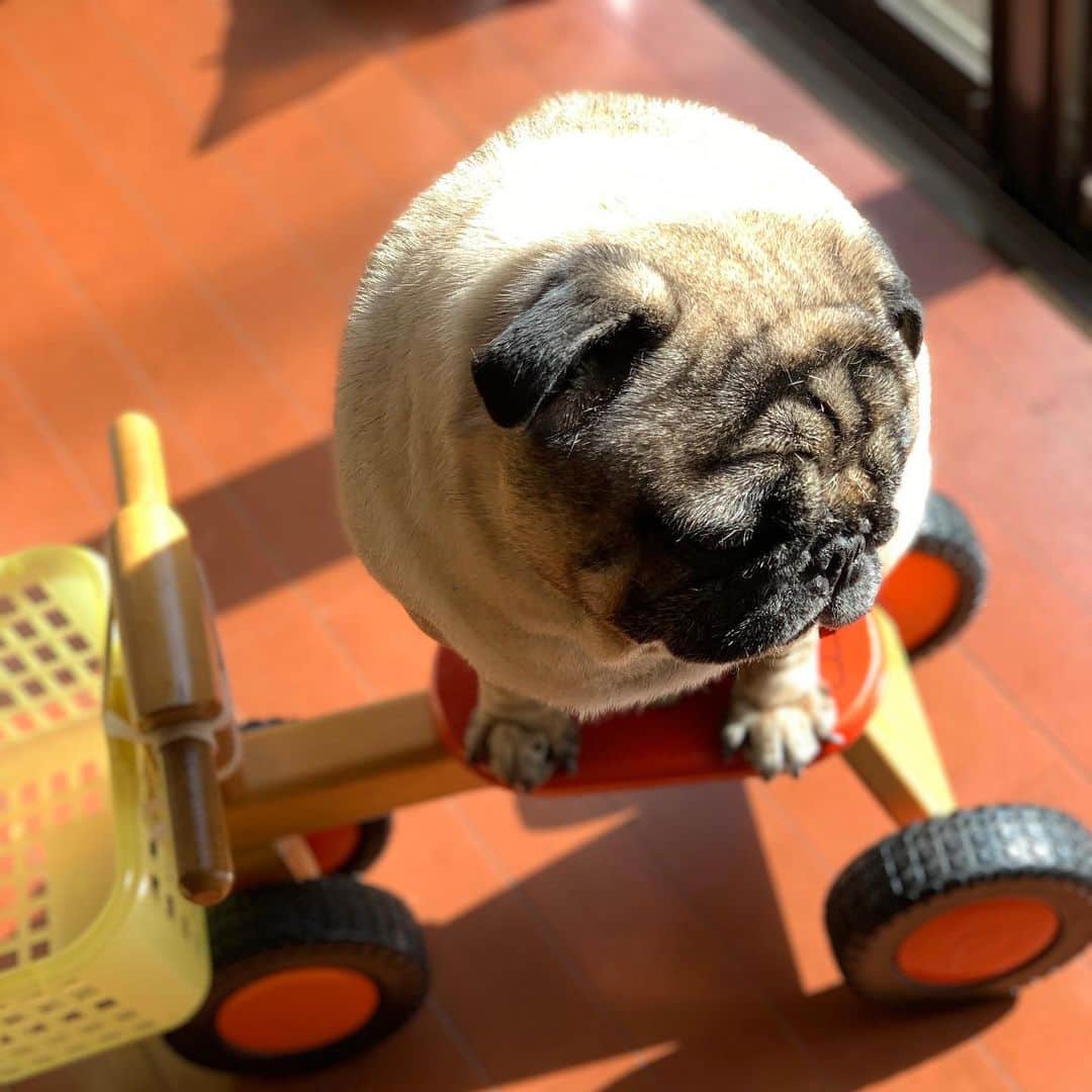gontaのインスタグラム：「Gonta loves to sit on a small bicycle.🤗🚴‍♀️#keelyafternoontea #Gonta2#speakpug #smiliingpugs #pugjapan #pug #love #pugsofinstagram #zerozeropug #pugshit #worldofpug」