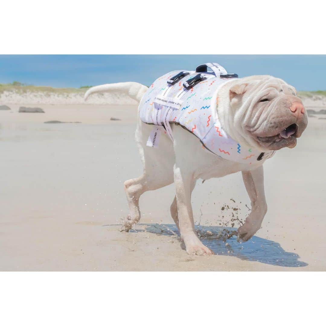 annie&pADdinGtoNさんのインスタグラム写真 - (annie&pADdinGtoNInstagram)「The Saturday shake 🕺🏼#happyweekend #dogsatthebeach #lambington #sharpei #sharpeisofinstagram #wrinkles #sharpeiworld #squishyfacecrew #love #dog #dogs #dogsofinstagram #doglover #doglife #tasmania #beach #instagood #weeklyfluff #instadaily #iloveyoutothemoonandback Lambys swim jacket is from @stylish.hound size Large」2月13日 13時54分 - anniepaddington