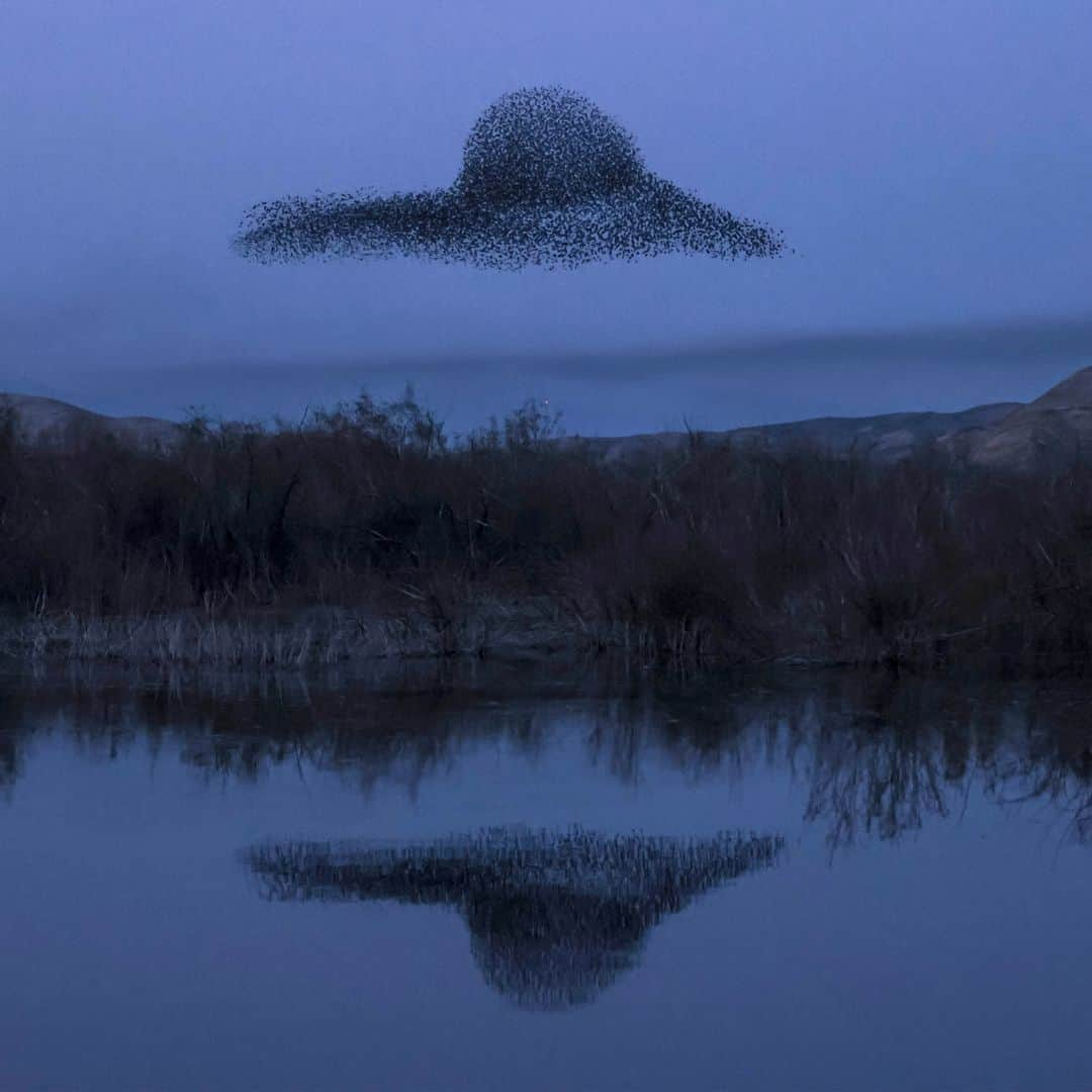 AFP通信さんのインスタグラム写真 - (AFP通信Instagram)「AFP Photo 📷 @menahemkahana - A murmuration of starlings flocks above the Jordan valley in the West Bank before landing to sleep along the border with Jordan. February, 2021.」2月13日 14時15分 - afpphoto