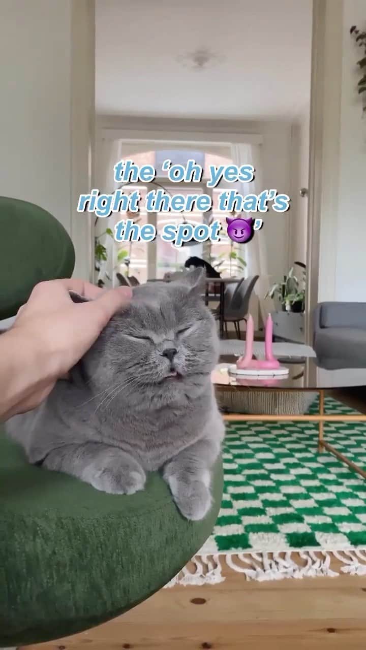 Cats of Instagramのインスタグラム：「From @nelplant: “What’s your favourite Saga meow? 🧚🏼‍♀️” #catsofinstagram⁠⁠」
