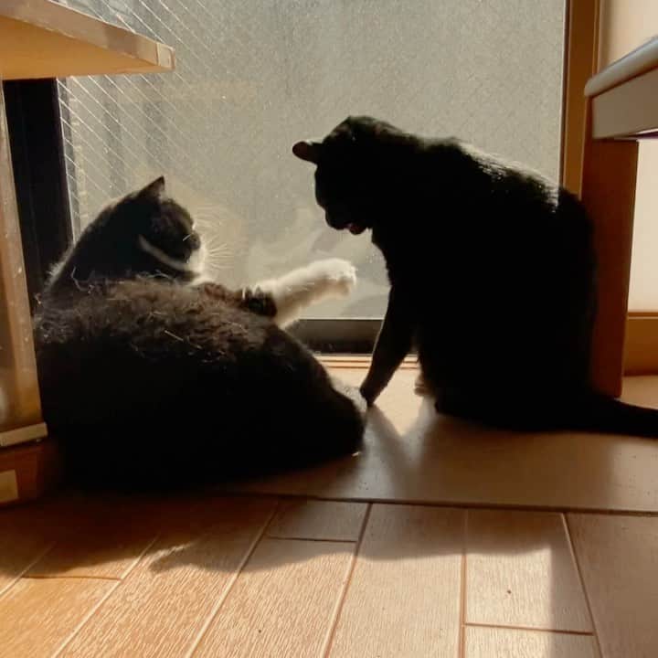 nemuru_catのインスタグラム：「#ベム#ルーク  いいお天気 ポカポカ兄弟🌞 * #ねこ部#cat#cats#neko#猫#catsofinstagram#bestmeow#catlover#ふわもこ部#黒猫#エキゾチックショートヘア#exoticshorthair#はちわれ」
