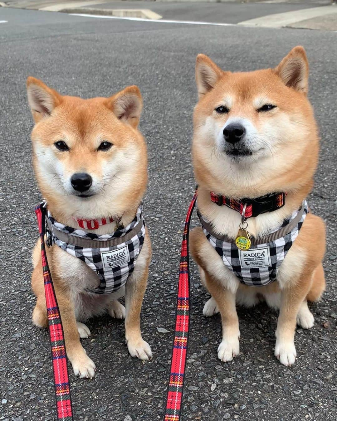 豆柴 サニーちゃんさんのインスタグラム写真 - (豆柴 サニーちゃんInstagram)「. . HELLO〜こんにちわん🐻🐶🌷 . 🐻こうやって胸を張って堂々とするんだよ 🐶そうなんでちゅか . 堂々と胸を張るサニちゃんが 面白いし、カッコいい😆 . サニちゃんはもふもふになって ラムちゃんは毛が抜けてほっほり 体重は変わってないけど 毛の感じでだいぶ見た目が変わるよね . . 🌷公式LINEアカウント🌷 ちょくちょくタイムラインに 動画載せてるので よかったらそちらも覗いて見てね LINE ID 検索🔍➡︎ @927gmqry . . #本日のさにらむ散歩 #サニーのペコリ #堂々とした姿 #カッコいい女子 #胸張りすぎ #そっちには行きたくないアピール #いやいやさん . #柴犬#豆柴 #赤柴#豆柴子犬#まめしば#いぬのきもち #サンデイ#サンデイいぬ組#anicas#shiba_snap #shibainu#shiba#mameshiba#shibastagram #9gag#9gagpets#weeklyfluff #豆柴サニーちゃん#豆柴ラムちゃん #さにらむ#さにらむ2021」2月13日 14時40分 - sunny_rei_32