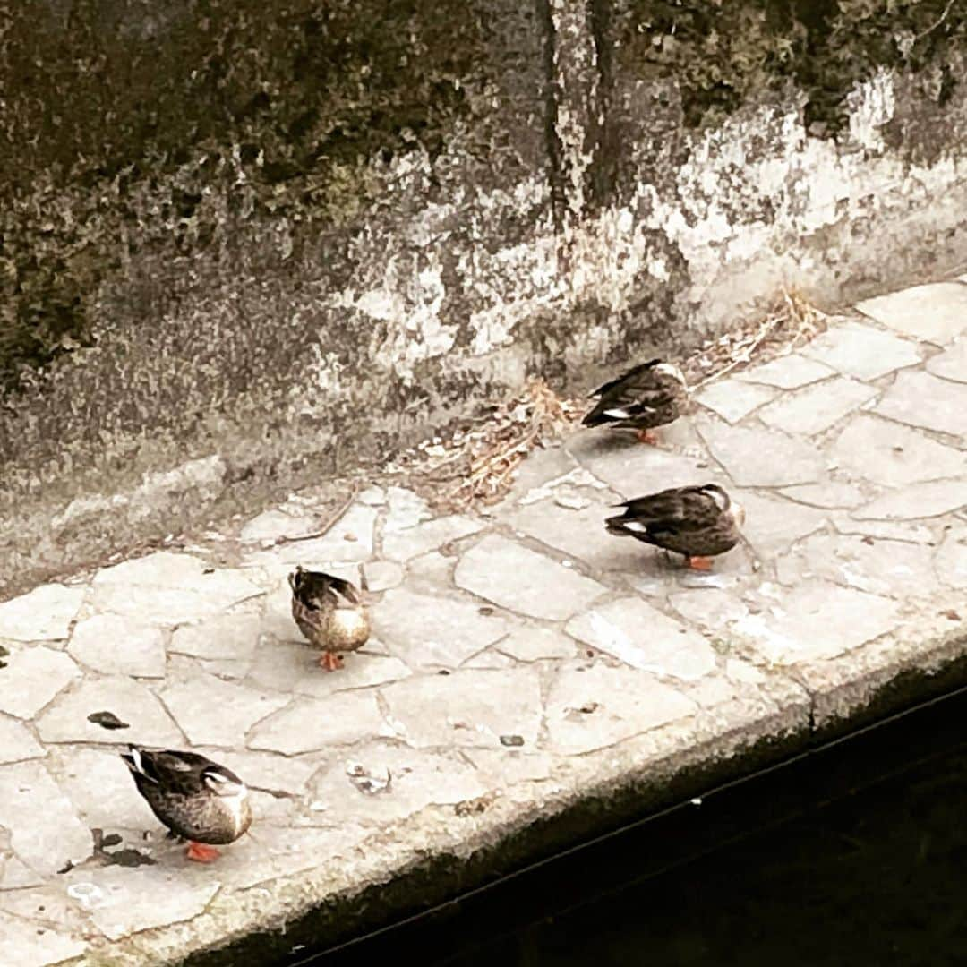 team_omotesandoのインスタグラム：「お昼寝time🦆  #littlehappiness #littleappreciationpost #littlethankyou #peacefulweekend #duck #しあわせなより道 #丁寧な暮らし」