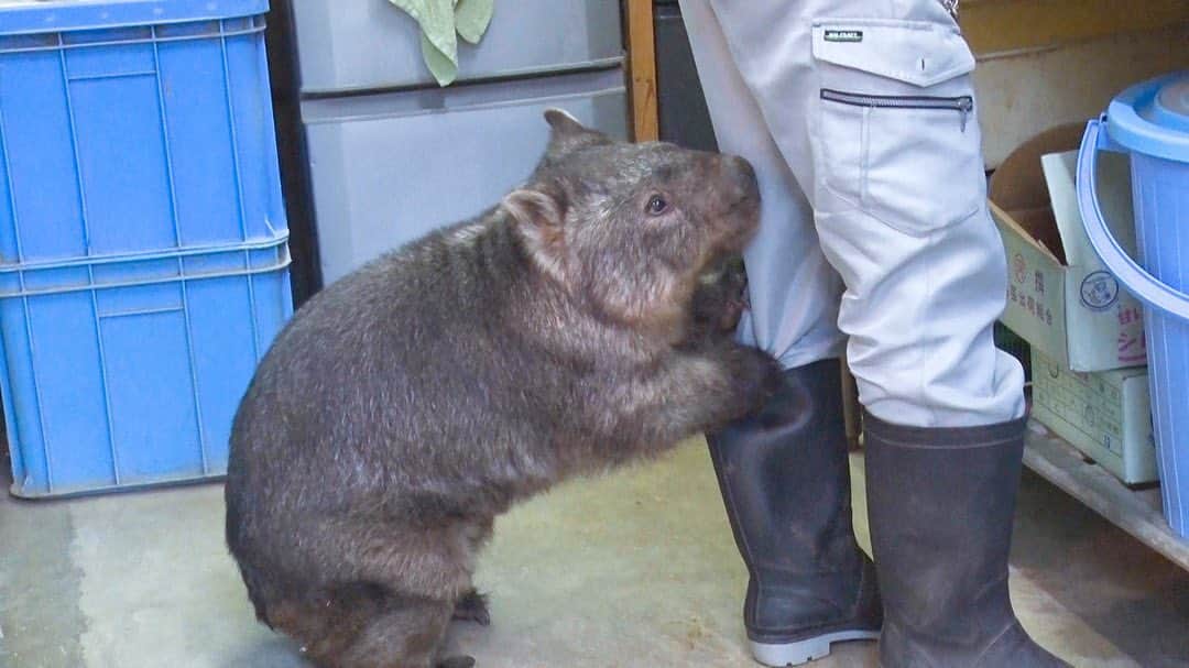 天才！志村どうぶつ園のインスタグラム