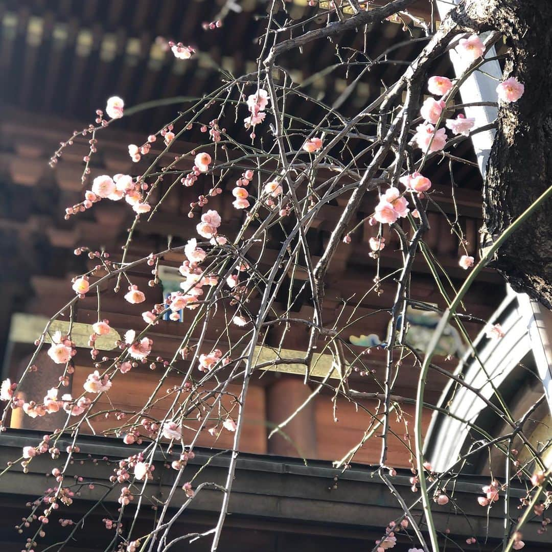 悠未ひろのインスタグラム：「春が来てる🥲✨  去年の桜もそうだった。どんな時も、負けずに元気に蕾を膨らませ、花を咲かせるお花たちに、勇気と元気をもらう。  ２月になってすぐに、梅の花が咲いていて、投稿できずにアルバムに入ってました。 今頃は、もっと咲いているかも…  紅梅、白梅、ぴんく😌💕  今年も春は来ています  #春  #梅 #梅の花 #紅梅 #白梅 #ピンク #ピンクは何ていうんだろ #美しい #強さは美しい #強いから優しい #そういう人が #近くにいました #それに気づかされた #私も頑張ろう」