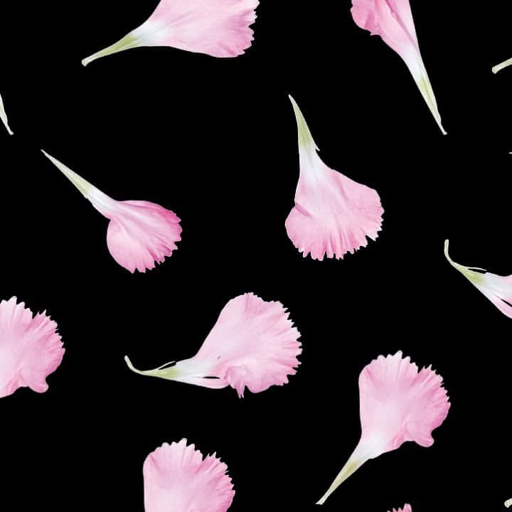 planticaさんのインスタグラム写真 - (planticaInstagram)「Petal Series﻿ Carnation ‘Muse’﻿ ﻿ ---﻿ Floral Pattern Collection by plantica﻿ プランティカ花柄図案集﻿ ﻿ #plantica #プランティカ﻿ #textiledesign #テキスタイルデザイン ﻿ #floralpattern #花柄 #図案﻿ ---」2月13日 15時56分 - plantica_jp