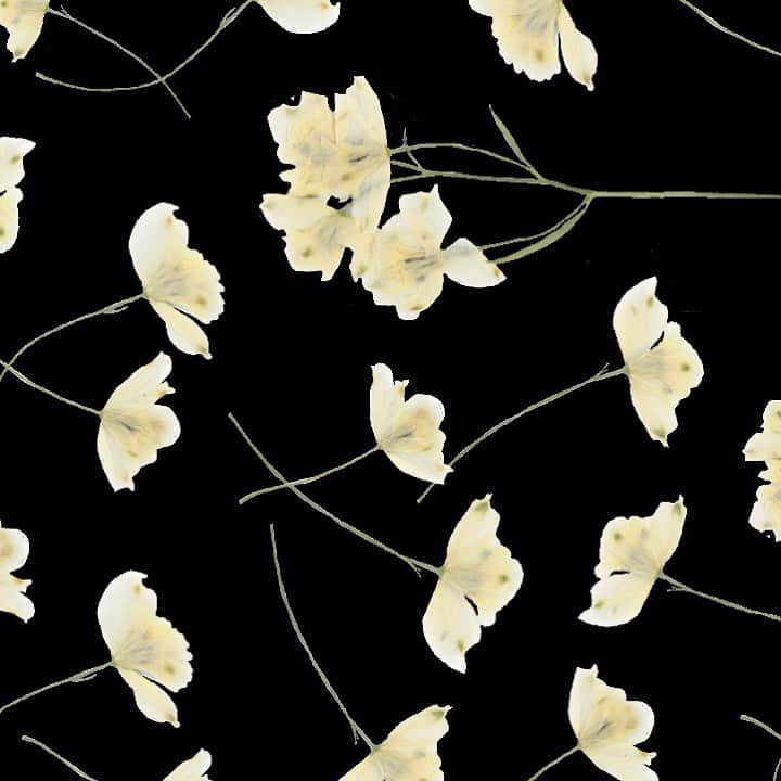 planticaさんのインスタグラム写真 - (planticaInstagram)「Petal Series﻿ Delphinium ‘Silky White’﻿ ﻿ ---﻿ Floral Pattern Collection by plantica﻿ プランティカ花柄図案集﻿ ﻿ #plantica #プランティカ﻿ #textiledesign #テキスタイルデザイン ﻿ #floralpattern #花柄 #図案﻿ ---」2月13日 15時54分 - plantica_jp
