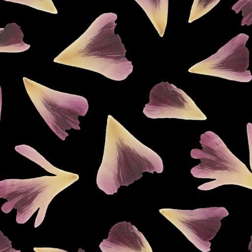 planticaさんのインスタグラム写真 - (planticaInstagram)「Petal Series﻿ Ranunculus ‘M Purple’﻿ ﻿ ---﻿ Floral Pattern Collection by plantica﻿ プランティカ花柄図案集﻿ ﻿ #plantica #プランティカ﻿ #textiledesign #テキスタイルデザイン ﻿ #floralpattern #花柄 #図案﻿ ---」2月13日 15時55分 - plantica_jp