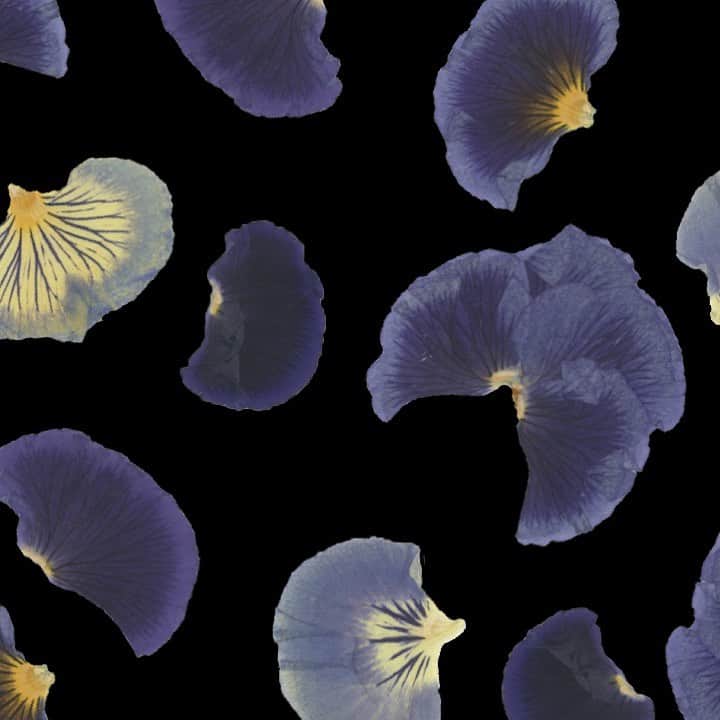 planticaさんのインスタグラム写真 - (planticaInstagram)「Petal Series﻿ Ruffle Pansies ‘Midnight Glow’﻿ ﻿ ---﻿ Floral Pattern Collection by plantica﻿ プランティカ花柄図案集﻿ ﻿ #plantica #プランティカ﻿ #textiledesign #テキスタイルデザイン ﻿ #floralpattern #花柄 #図案﻿ ---」2月13日 15時55分 - plantica_jp