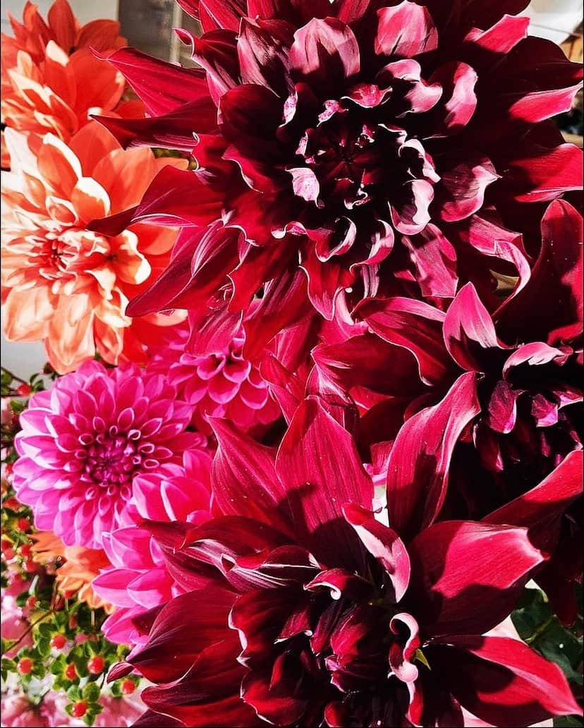 宮村ななこさんのインスタグラム写真 - (宮村ななこInstagram)「Dahlia. #photography #photo #flowers #flowerstagram #dahlia #dahliaflower #beauty #love #loveyourself」2月13日 16時00分 - miyamuchan_001