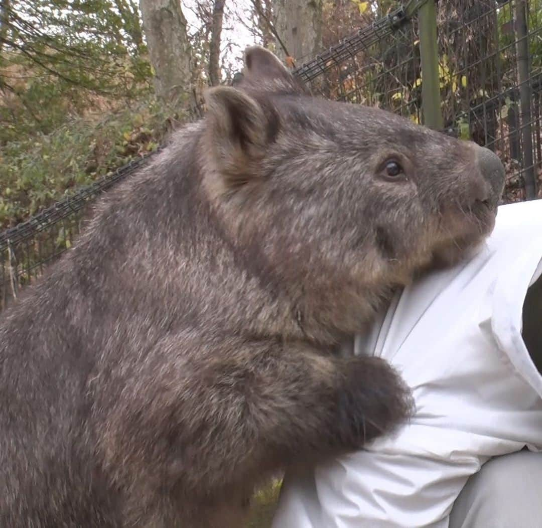 桝太一のインスタグラム：「🌏 一目で何の動物かわかった貴方は 相当な生き物好き。  あるいは ↑地球マークの中に見える国に 行ったことがある人でしょうか✈️  #日本では実物ほとんどいません #私も見たことありません  #しかも #こういう姿がまた珍しすぎます #人にくっつくなんて #こんなにかわいい動物だったなんて  答えは きょう夜７時〜 #みんなのどうぶつ園 #🐕🐈」