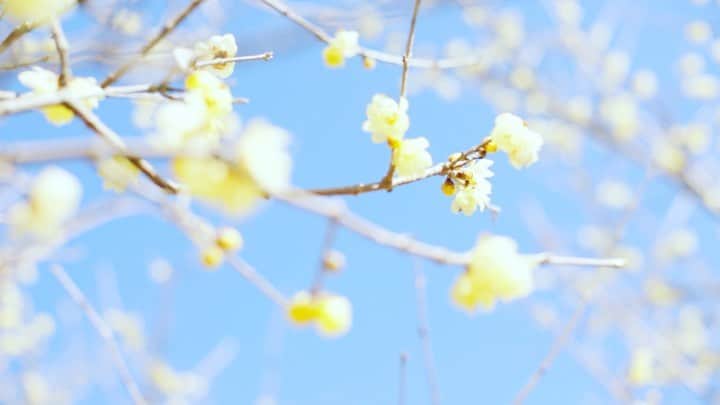 mamiのインスタグラム：「* 今年出会えたのは ご近所の家のいつもの小さな蝋梅。 . 来年はまたここに みんなで会いに行きたいね。 . . #オールドレンズ  #オールドレンズに恋をした #オールドレンズで繋がりたい #私が紡ぐ物語 #_lovely_weekend #whim_fluffy #ファインダー越しのわたしの世界 #写真好きな人と繋がりたい」
