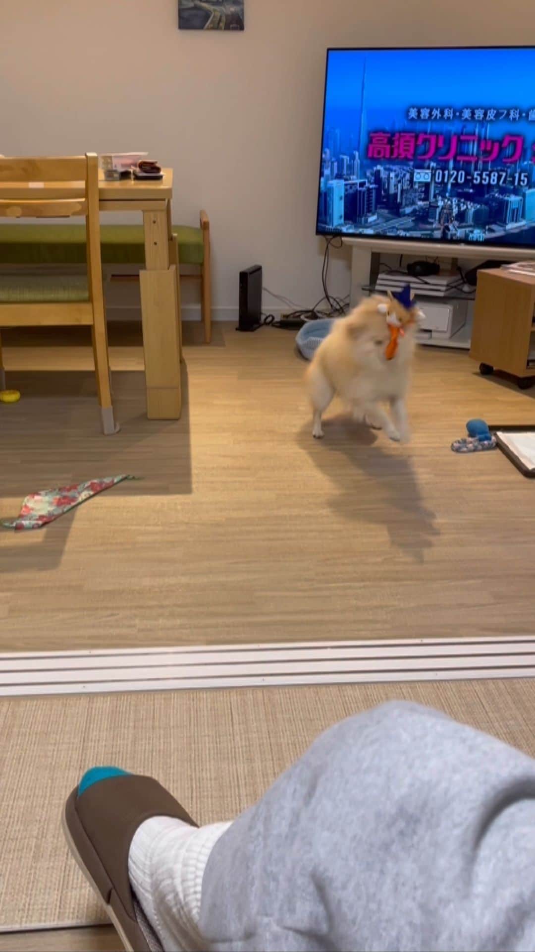 SHiNのインスタグラム：「一人で遊んでるw  最後にウインク😉  #いぬバカ部  #pomeranian  #pomeranianlove  #pomestagram」