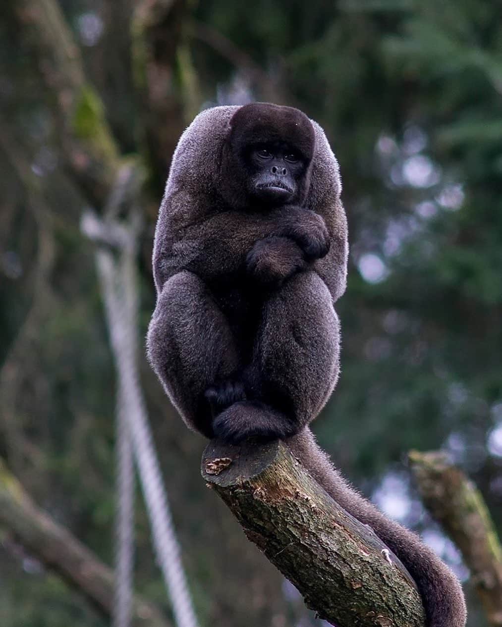 アメリカ自然史博物館のインスタグラム：「You'd think the brown woolly monkey’s (Lagothrix lagotricha) thick fur would help protect it against the cold, but it sticks to tropical habitats. Weighing in at as much as 22 pounds (10 kilograms), it’s one of the largest primates to inhabit the tropical regions of Central America and South America. It’s found in the Amazon rainforest, where it spends most of its time in the treetops. The social animal lives in groups that can range from 10 to as many 70 members! Its favorite meals include ripe fruit, but it also supplements its diet with leaves, seeds, and insects. Photo: Ouwesok, CC BY-NC 2.0, flickr」