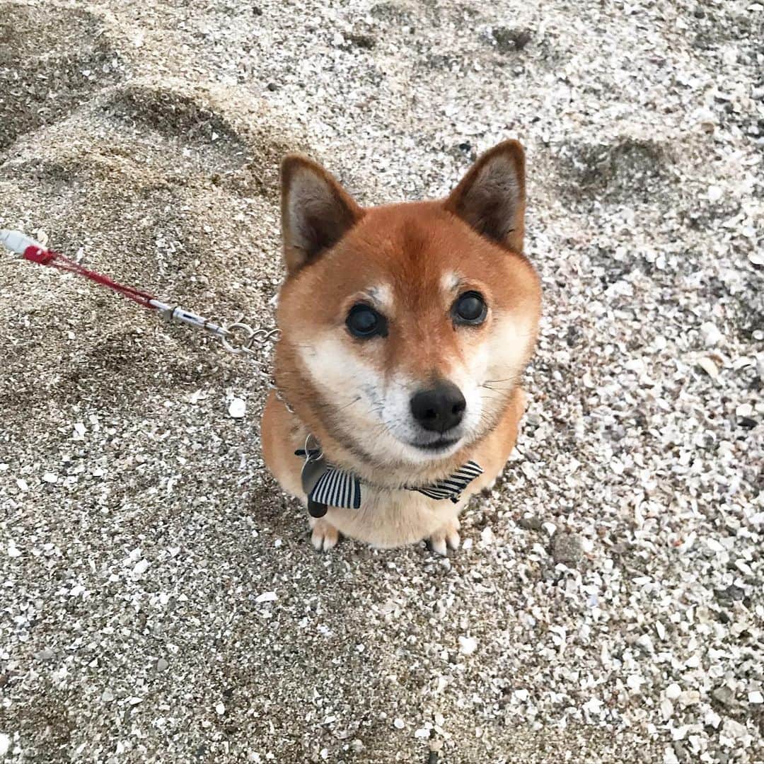 柴犬はなこ Shibainu Hanakoさんのインスタグラム写真 - (柴犬はなこ Shibainu HanakoInstagram)「海散歩🌊🚶‍♀️🐕 この後、輩が捨てていった魚の切り身の付いた釣り針を拾い食いしてしまい、酷い目に遭いました😞目を離した私も悪いけど、そんなもの放置していかないでよ💢 とにかく、怪我はなく一時的にパニック状態になっただけで済みましたが…腹立たしい…！ #shiba #dog #shibainu #犬 #柴犬 #海散歩」2月13日 16時21分 - kiki_beee