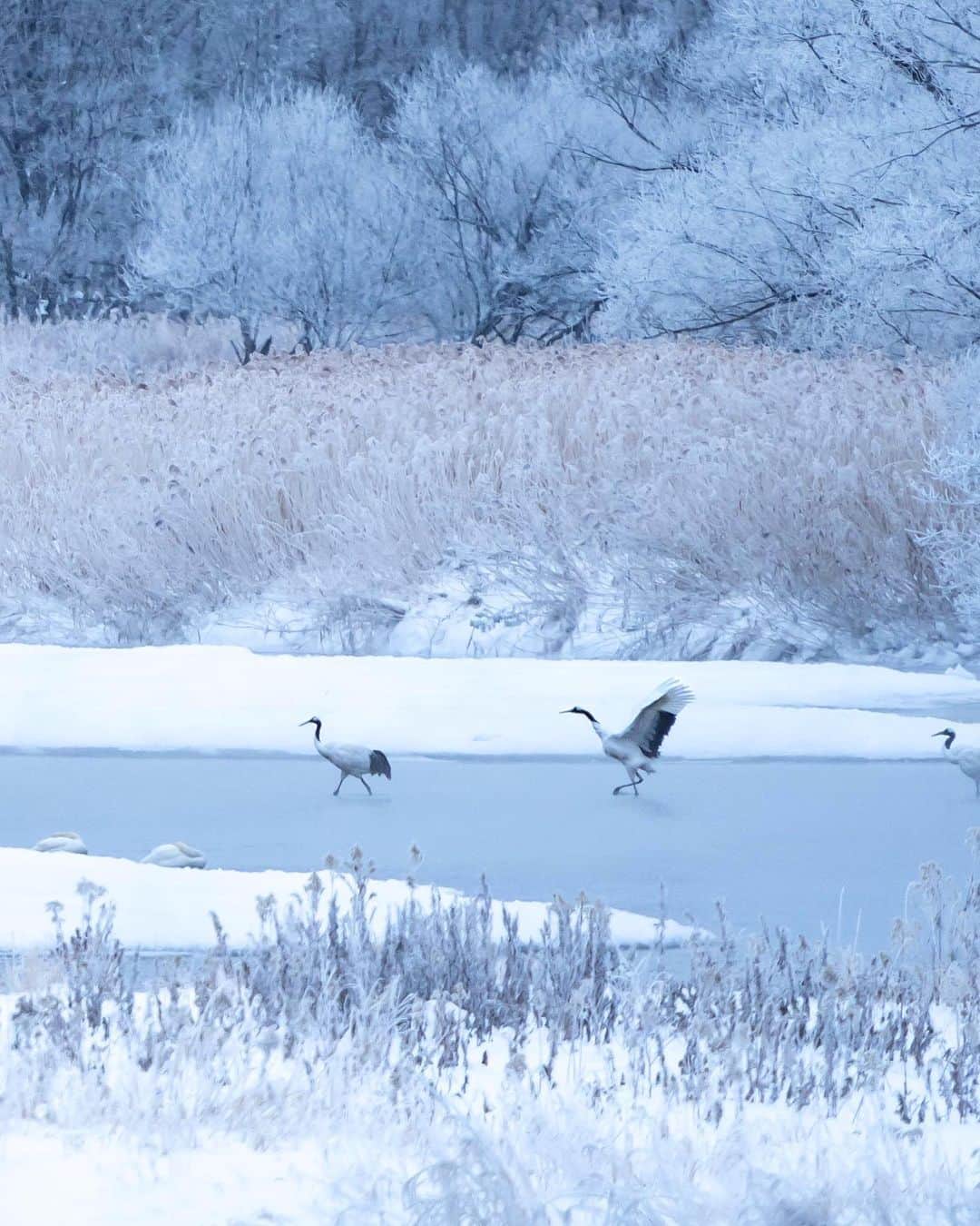 詩歩さんのインスタグラム写真 - (詩歩Instagram)「#詩歩のくしろ旅　﻿ ﻿ 緊急事態宣言前に訪れた２回目の北海道くしろ取材の様子をお届けします📷﻿次の旅先候補として見ていただけたら嬉しいです🙇﻿ ﻿ ❄️  タンチョウの住む村 #鶴居村 の冬の光景🕊  彼らの冬のねぐらになっている雪裡川ですが、寒い朝は氷点下20度以下まで下って、川岸の木に霧氷がついたり、朝日が差し込んだり、川面にはけあらしがもくもくしたり✨  …という光景を期待していったのですが、私が訪れた日は残念ながらそこまで気温が下がらず普通に寒い冬景色になりました😂  それでも飛び立つタンチョウが頭上を飛び立ってくれたので満足😍（2つ目の動画をみてね）  この日のタンチョウは足を伸ばして飛んでいったけど、寒い日には足を引っ込めて飛ぶそう！それはそれでかわいいな〜♡  ﻿ ✈️﻿ ﻿ 北海道庁さんのお仕事で #ひがし北海道 を巡ってきました！秋の様子は #詩歩のくしろ旅 のタグでまとめてるのでぜひご覧ください。﻿  Winter scenes in Tsurui Village, home of the red-crowned crane.  On cold mornings, the temperature drops to below 20 degrees Celsius, with drizzling ice on the trees, sunlight and hail on the river ✨....but unfortunately the temperature didn't drop that low on the day I visited and it was just a cold winter scenery 😂.  Even so, I was happy to see a red-crowned crane flying above me 😍 (see the second video) The red-crowned crane flew with its legs outstretched that day, but I heard that on cold days it flies with its legs retracted! That's so cute!  📍鶴居村／北海道　釧路﻿ 📍Tsurui Village ／Hokkaido Japan﻿ #shiho_hokkaido﻿ ﻿ ﻿ ©Shiho/詩歩」2月13日 16時26分 - shiho_zekkei