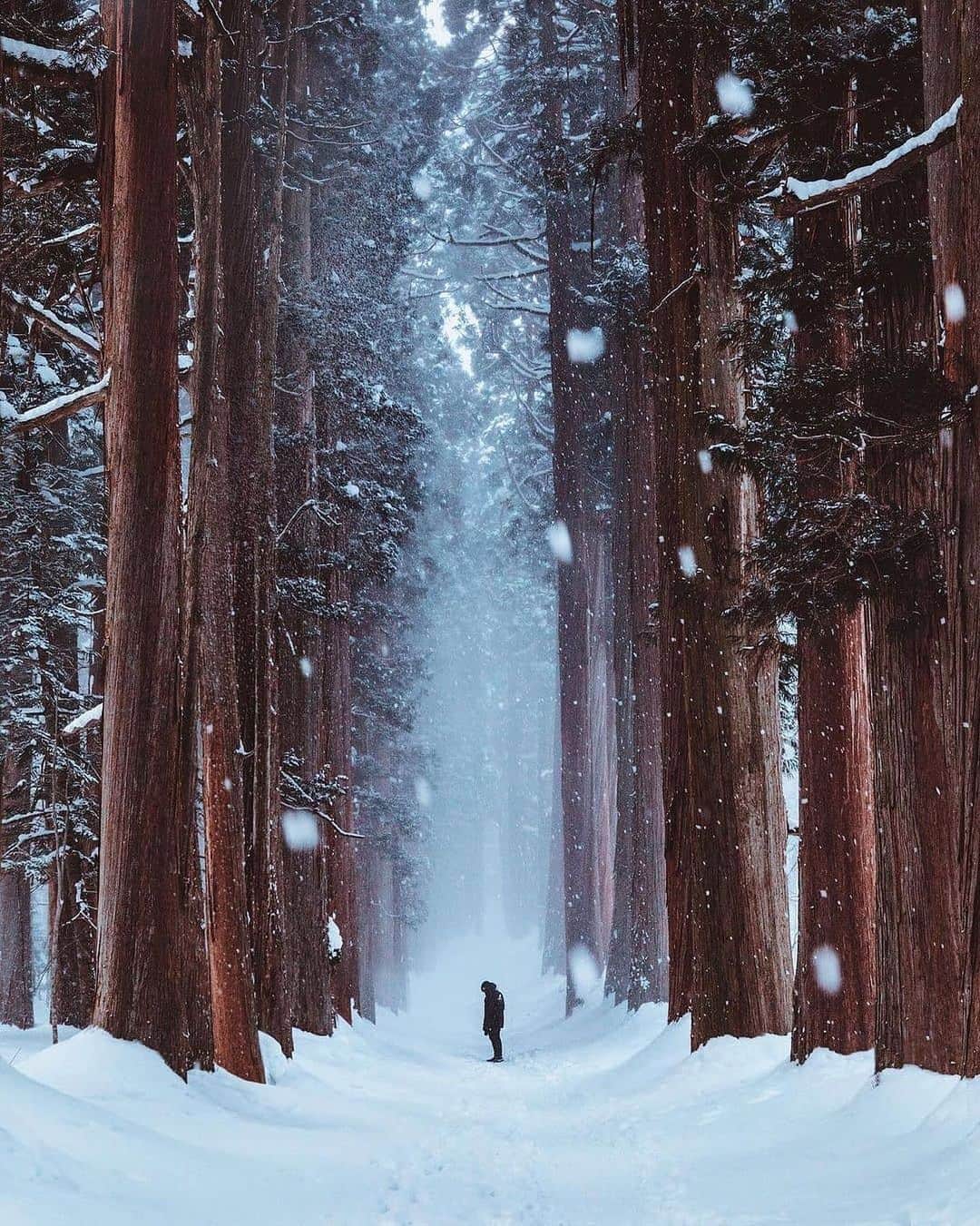 Canon Photographyのインスタグラム：「Snowy days in Japan ❄️ Photography // @itchban Curated by @steffeneisenacher  #japan #tree_captures #tree_brilliance #snow #winter」