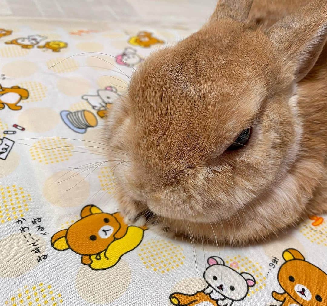 ラン?さんのインスタグラム写真 - (ラン?Instagram)「「ねるとかわいいですね」 って書いてある！笑 リラックマが言ってる🧸 ☆ 寝なくてもかわいいよ🐰うさぎは〜♡ ☆  #うさぎ #ネザーランドドワーフ #rabbit #bunny #bunnystagram  #rabbitstagram  #cute  #かわいい #ふわもこ部  #もふもふ  #zip写真部  #アニマル写真部 #instagramjapan #netherlanddwarf #うさぎと暮らす  #うさぎのいる暮らし #癒し #kawaii #ランちゃん  2021.02.13」2月13日 16時38分 - mofumofuusako