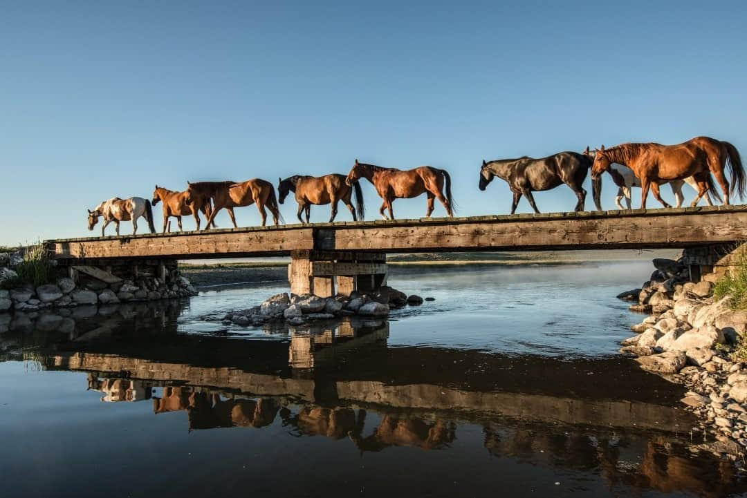 National Geographic Travelさんのインスタグラム写真 - (National Geographic TravelInstagram)「Photo by @amivitale / Horses roam J Bar L Ranch in the Centennial Valley in southwest Montana. There is a strong bond with open spaces and a deep connection to what lives and dies here. People seem to measure worth by how comfortable you are around animals and how comfortable they are around you. I have seen young toddlers on horseback nestled between mother and mane. By age two, they are nuzzling calves. Children learn to throw a rope before they can talk. It is a place where people are shaped by the land itself, and they in turn help shape the land.  Follow @amivitale for more stories about our connections to the natural world. @thephotosociety @photography.for.good #horses #montana #rivers #bridges #ranches」2月13日 16時39分 - natgeotravel