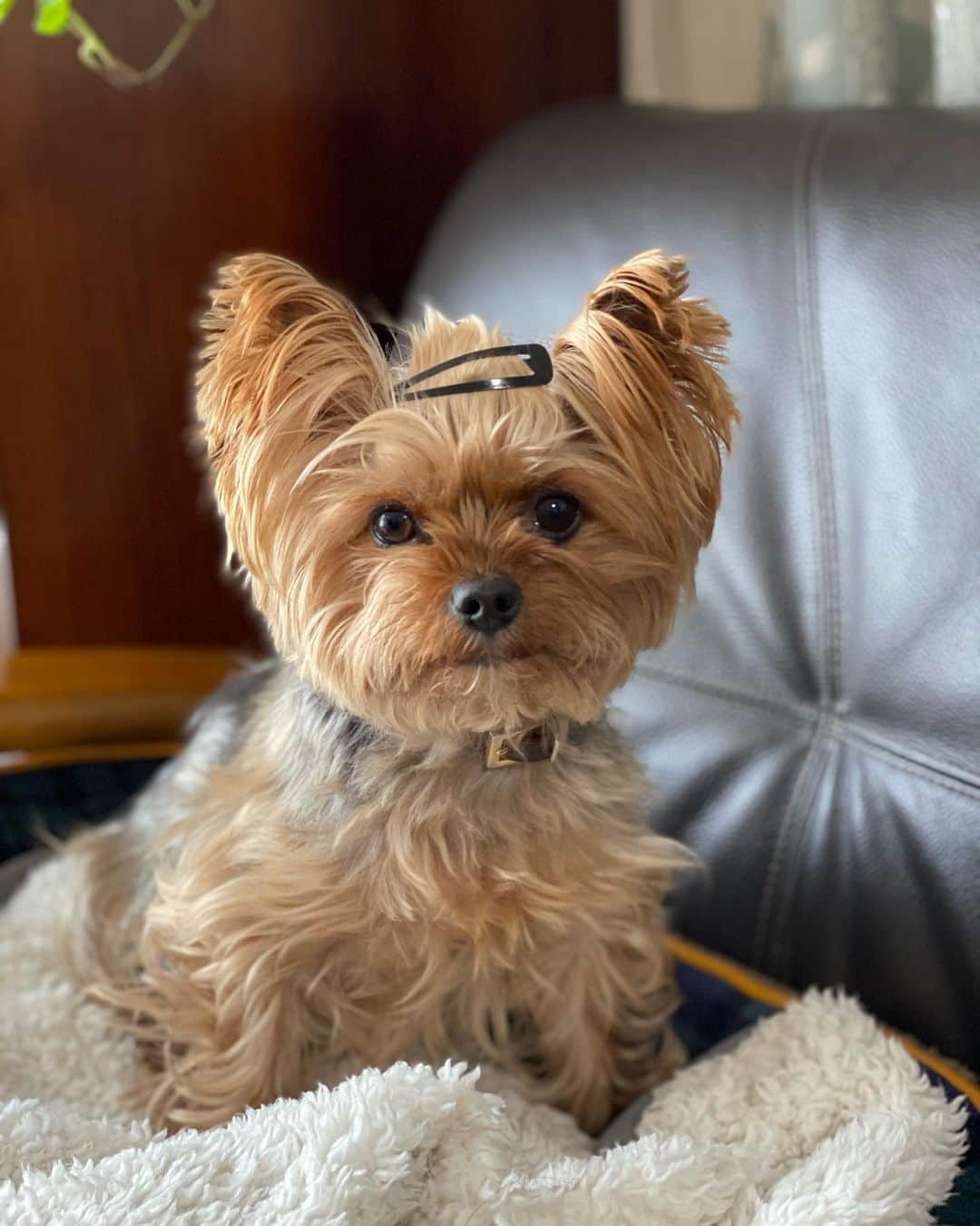 Rubyさんのインスタグラム写真 - (RubyInstagram)「Hi 🐶  #yorkie #yorkshireterrier #ヨーキー #ヨークシャテリア」2月13日 16時42分 - ruby_the_yorkie