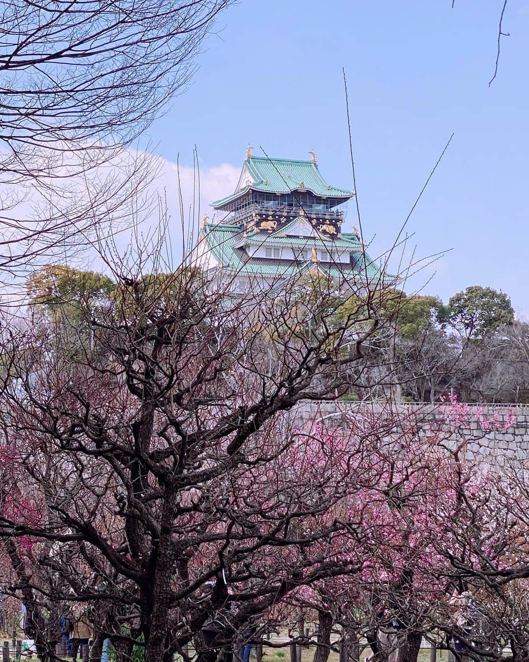 hama_aki_pppさんのインスタグラム写真 - (hama_aki_pppInstagram)「大阪市中央区#大阪城公園 (スライドして下さい)  Location Osaka Japan #osakacastle  　 #大阪城 と梅を色んなパターンでコラボしました🏯🌸🌸　 　  #城  #美しい日本　 #大阪城梅林  #おとな旅プレミアム　 #梅林公園  #はなふぉと  #じゃらん花畑  #igmw_flowers  #tv_flowers  #total_asia  #amazing_shotz  #top_favorite_shots  #allthingsofbeauty_  #flower_beauties_  #inspring_shot  #beautiful_kansai  #flower_brilliance  #igbest_life  #worldbestshot  #beautiful_nature  #japanesegarden  #lovers_united_japan  #ap_japan_  #japanesegarden  #j_flower_shots  #flower_special_」2月13日 16時50分 - hama_aki_ppp