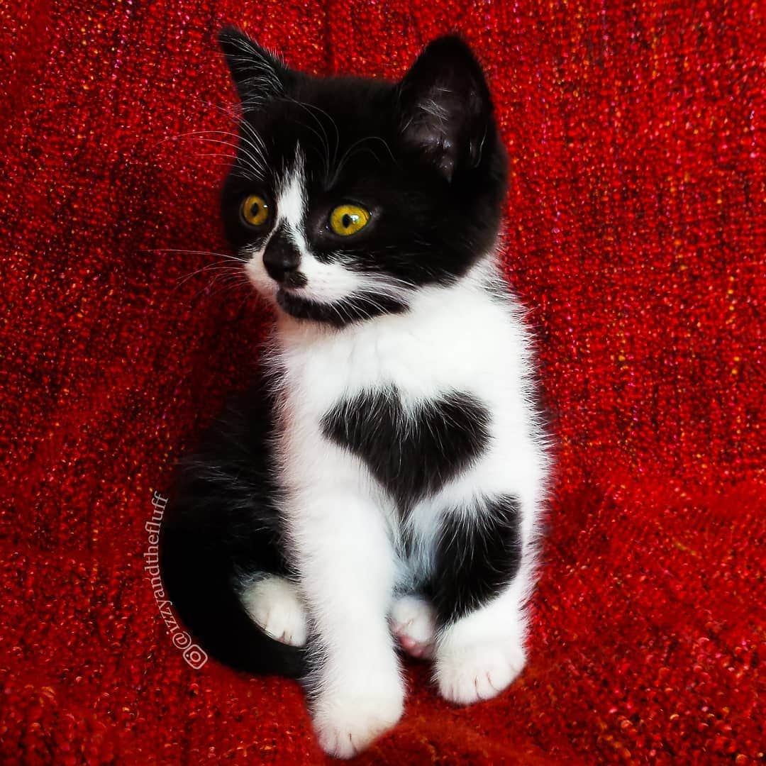 Zoe & Izzyのインスタグラム：「Will you be my Valentine?❤️  Did you know it wasn't until Zoë sat still long enough for this photo, that we realised she had a heart on her chest? See, Zoë is an incredibly playful and curious cat. As a kitten she just wouldn't sit still, ever. Therefore one had noticed she was wearing her heart on her sleeve.🖤 When we came to pick her up, I noticed it fairly quickly but when I said it out loud, no one else saw it so I thought I was crazy. You know how sometimes you see a shape in the clouds that no one else sees? I thought it must be like that.☁️ It wasn't until I was able to take her photo, freezing her in action, that it became apparent just how purrfect this heartshape was. I wasn't crazy after all. It's just a photo I snapped with my phone, but it's still my favourite photo ever.📷  Have you ever found awesome shapes in nature?」