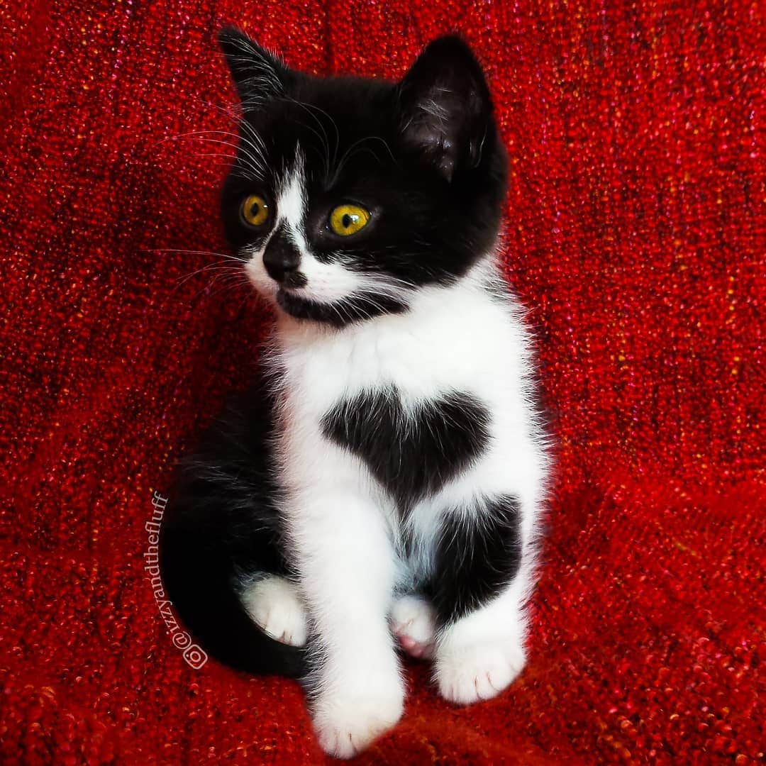 Zoe & Izzyのインスタグラム：「Will you be my Valentine?❤️  Did you know it wasn't until Zoë sat still long enough for this photo, that we realised she had a heart on her chest? See, Zoë is an incredibly playful and curious cat. As a kitten she just wouldn't sit still, ever. Therefore one had noticed she was wearing her heart on her sleeve.🖤 When we came to pick her up, I noticed it fairly quickly but when I said it out loud, no one else saw it so I thought I was crazy. You know how sometimes you see a shape in the clouds that no one else sees? I thought it must be like that.☁️ It wasn't until I was able to take her photo, freezing her in action, that it became apparent just how purrfect this heartshape was. I wasn't crazy after all. It's just a photo I snapped with my phone, but it's still my favourite photo ever.📷  Have you ever found awesome shapes in nature?」