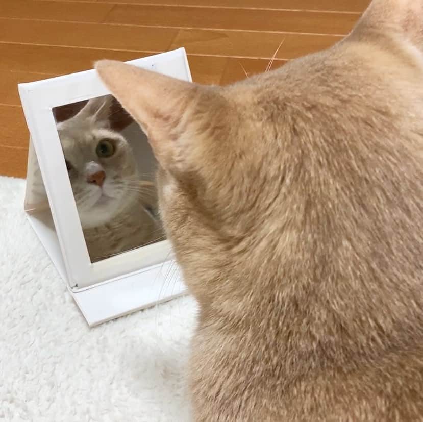 ひのき猫さんのインスタグラム写真 - (ひのき猫Instagram)「鏡よ鏡よ鏡さん、、、」2月13日 22時34分 - hinoki.cute.kitten