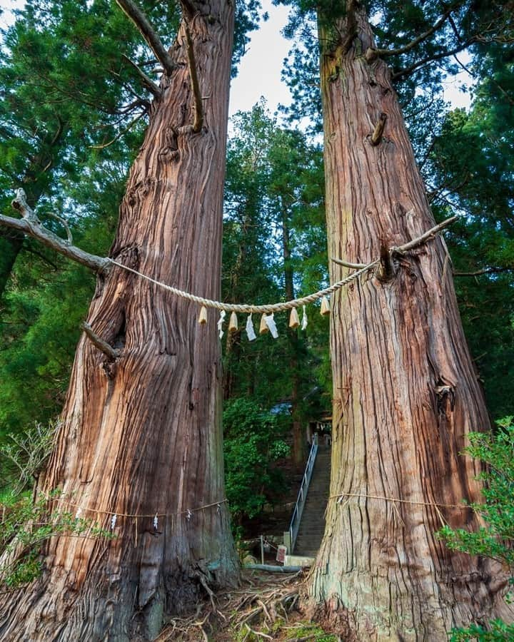 福島県さんのインスタグラム写真 - (福島県Instagram)「【諏訪神社の翁（じじ）スギ媼（ばば）スギ】  右大臣・藤原継縄（つぐただ）がこの地に立ち寄り、勿来（なこそ）の関から持参した白砂をまいて2本のスギを植え、諏訪神社を勧請したと伝えられています。樹齢は約1200年といわれ、損傷もなく肩を寄せ合うようにしてそびえ立つ姿は大変珍しく、国の天然記念物に指定されています。  #おうちでふくしま #諏訪神社の翁スギ媼スギ #小野町 #県中地方 #福島県 #onotown #fukushima #traveljapan #futurefromfukushima #ふくしまからはじめよう #新しい生活様式からはじめよう」2月13日 17時15分 - realize_fukushima