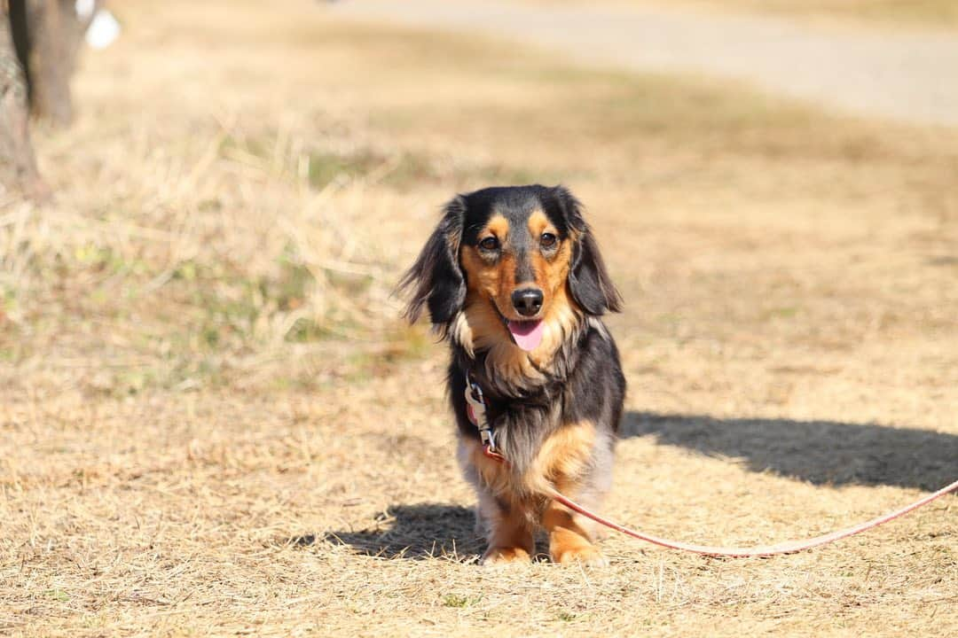 ❃ren❃のインスタグラム：「お散歩pic🐾 * 今日は暖かすぎて、ちょっと暑いくらいでした。 こっちゃんは今日も元気に、お散歩楽しんでたよ♫•*¨ * いつも見ていただきありがとうございます◡̈❤︎ *  。・。・。・。・。・。・。・。 * #お散歩pic #ちょっと暑かったね #親バカpic #自然な姿が好き #うちのモデル犬 #琥珀#こはく#こっちゃん#暴れん坊#ビビリ犬#ブラックタンダックス#ダックス#ミニチュアダックス#ミニチュアダックスフンド#短足部#チームぶさ顔#わんこ写真#dog#dachshund  #レオン大好きだよ」