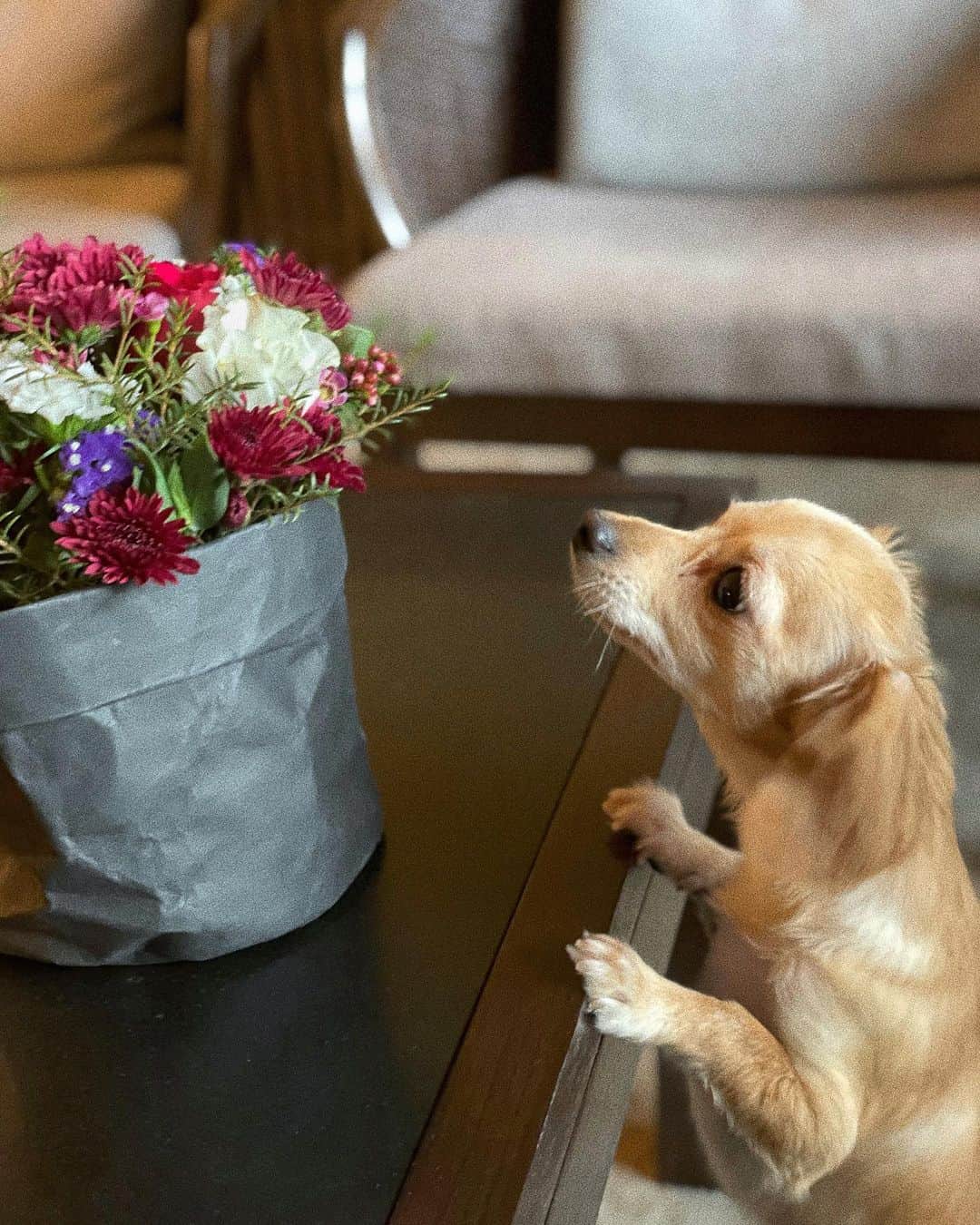 林村ゆかりのインスタグラム：「お正月ってことでこっちのお正月カラーのお花を気持ちだけでも少し買って飾ってみたよ。 みなさんは何のお花が好きかな？私はかすみ草だけとかも好き。今のお部屋にはあまり合わないけど色んな花を飾ると癒されますよね  Happy new year! I got new year's color flower.💐  #happynewyear#singapore#シンガポール#お花好き#お花好きな人と繋がりたい #singaporelife#シンガポール生活#dog#犬のいる暮らし#新年快乐」