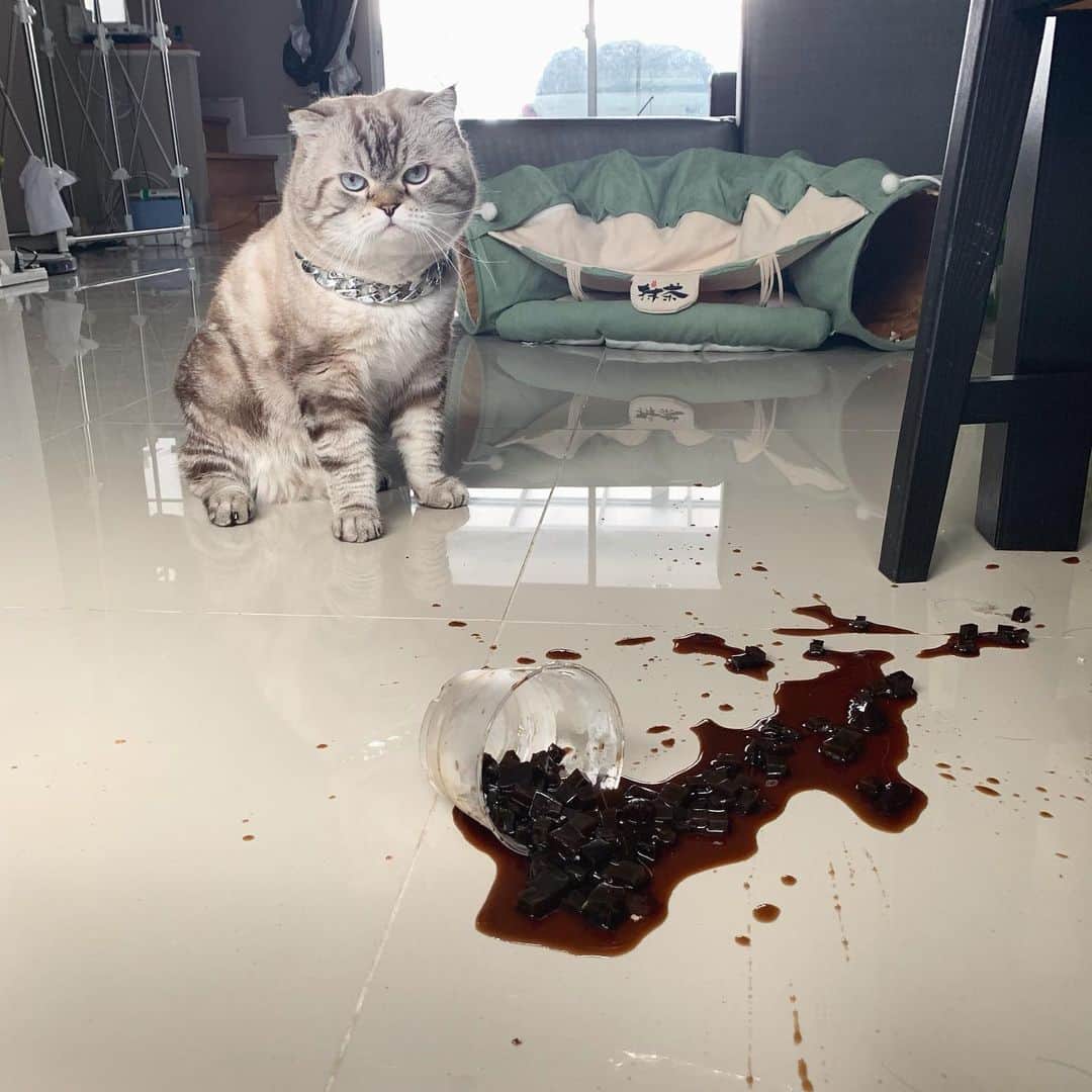 Chepoのインスタグラム：「กูไม่ได้ทำ」