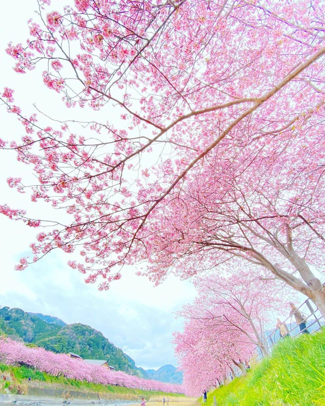 kiccyomuさんのインスタグラム写真 - (kiccyomuInstagram)「☁️ 2021.02.13 Sat #心に花を #河津桜 を見に #河津町 へ iPhone📱撮って出し  海に近い方は、蕾が多かったけど… 川上に行くほど満開🌸で綺麗に咲いてた😊 天気が曇りで残念だったけどネ☁️  今年はちょっと無理して強行🚞 ここの桜🌸を見るのはこれが最後かな？😥  週末も元気に🤗  location #静岡 📷撮影 2021年2月13日」2月13日 17時45分 - kiccyomu