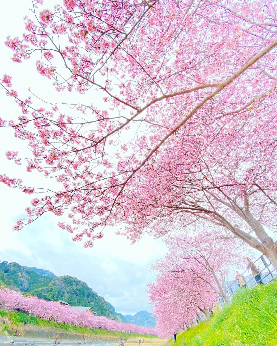 kiccyomuのインスタグラム：「☁️ 2021.02.13 Sat #心に花を #河津桜 を見に #河津町 へ iPhone📱撮って出し  海に近い方は、蕾が多かったけど… 川上に行くほど満開🌸で綺麗に咲いてた😊 天気が曇りで残念だったけどネ☁️  今年はちょっと無理して強行🚞 ここの桜🌸を見るのはこれが最後かな？😥  週末も元気に🤗  location #静岡 📷撮影 2021年2月13日」