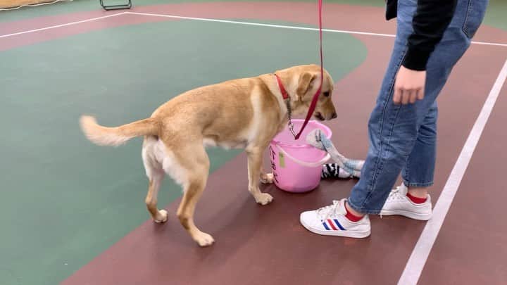 大阪ECO動物海洋専門学校のインスタグラム：「介助犬訓練🐕🐾 指示されたものを持ってくる、入れるなど様々な介助動作の訓練をしています！  #補助犬 #介助犬 #ラブラドールレトリバー  #大阪ECO #大阪ECO動物海洋専門学校 #動物 #専門学校 #動物飼育 #動物園 #水族館 #飼育員 #ドルフィントレーナー #アクアリスト #動物看護師 #トリマー #ドッグトレーナー #トリミング #犬 #animal #dog」
