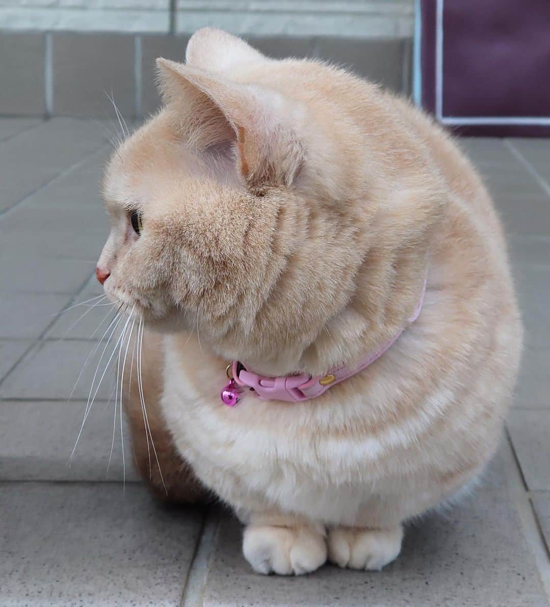 yuriyuri4mamaさんのインスタグラム写真 - (yuriyuri4mamaInstagram)「これでも立ってる🐈😆  She is standing She is not sitting 😸  #ねこは人を笑顔にする #こんな時こそ笑顔でね #マンチカン#じゅじゅ#munchkin#まいるんち#cat#neko#meow#癒し#9gag#catstagram#catsofig#cat_of_instagrama#amazing#catsofinstagram」2月13日 18時07分 - yuriyuri4mama