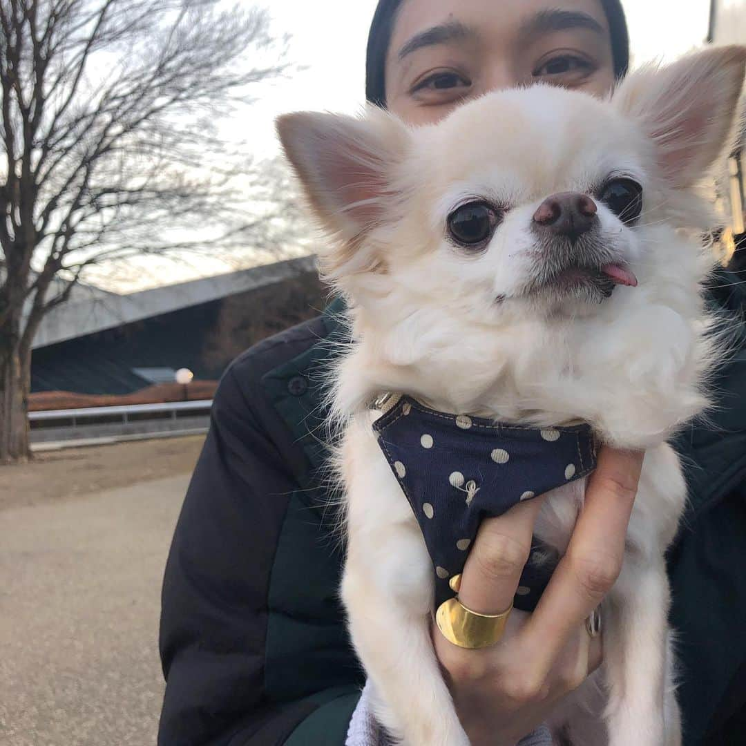 安宅葉奈のインスタグラム：「暖かかった今日🌞✨﻿ ﻿ ﻿ ドッグランはいつもより﻿ ﻿ 大人気🐕🐩🦮🐕‍🦺💕﻿ ﻿ ﻿ みみちゃんもご機嫌でした🐶❣️﻿ ﻿ ﻿ #はなみみ🐶﻿ #チワワのいる暮らし」